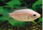 Gourami kissing - Gouramis - Comptoir du Poisson exotique