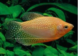 Gourami gold perlé - Gouramis - Comptoir du Poisson exotique