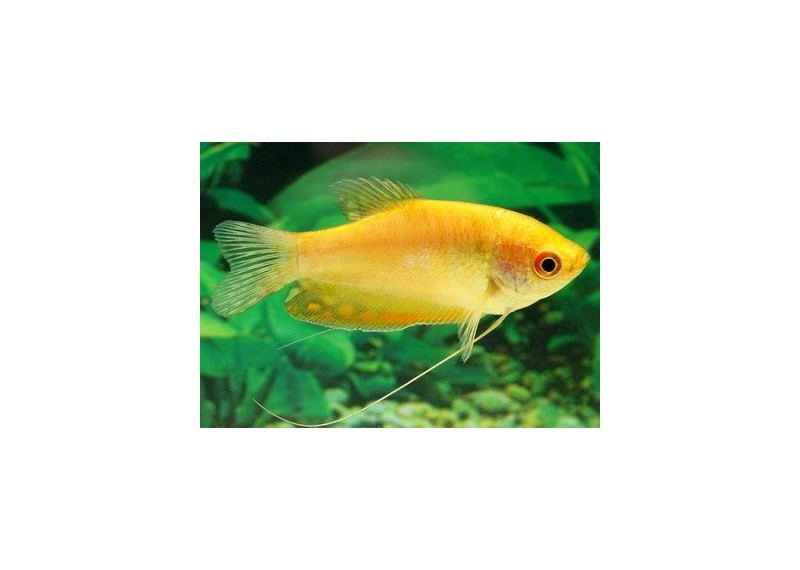 Gourami gold - Gouramis - Comptoir du Poisson exotique