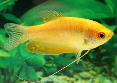 Gourami gold - Gouramis - Comptoir du Poisson exotique