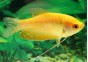 Gourami gold - Gouramis - Comptoir du Poisson exotique