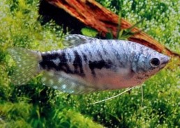 Gourami cosby - Gouramis - Comptoir du Poisson exotique