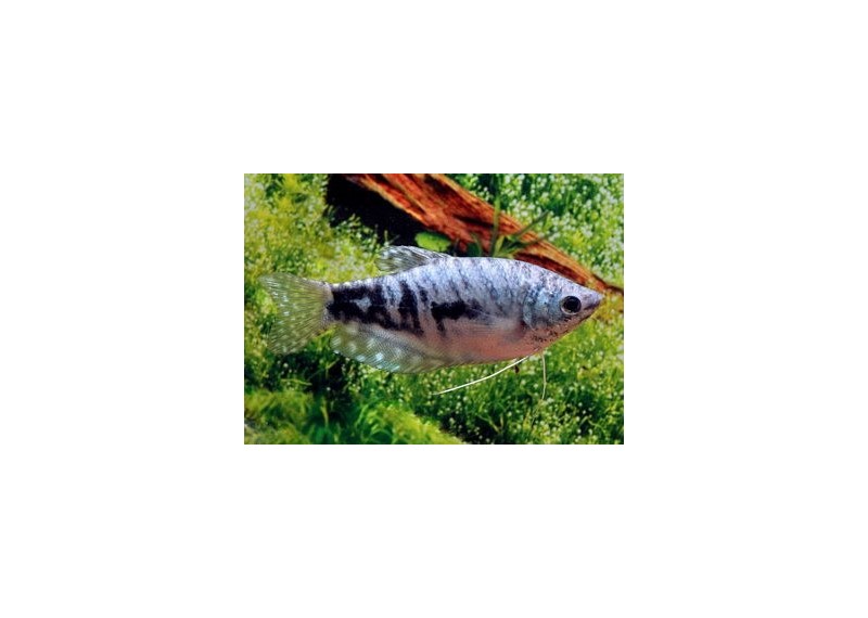 Gourami cosby - Gouramis - Comptoir du Poisson exotique