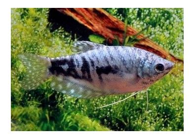 Gourami cosby - Gouramis - Comptoir du Poisson exotique