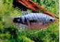 Gourami cosby - Gouramis - Comptoir du Poisson exotique