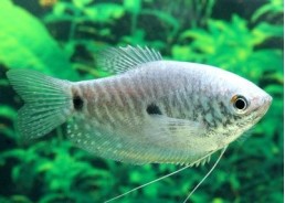 Gourami bleu - Gouramis - Comptoir du Poisson exotique