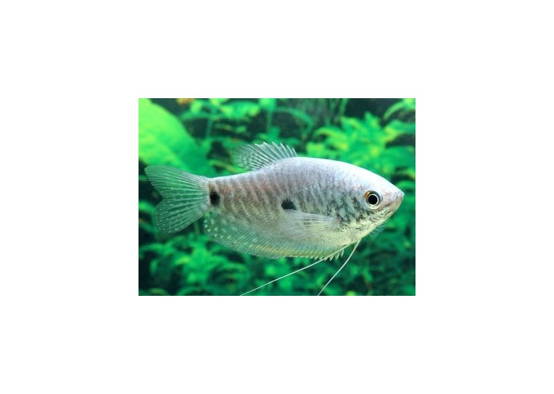 Gourami bleu - Gouramis - Comptoir du Poisson exotique