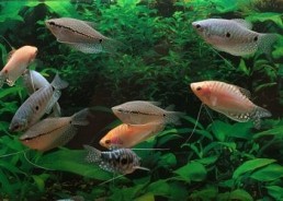 Gourami assortis - Gouramis - Comptoir du Poisson exotique