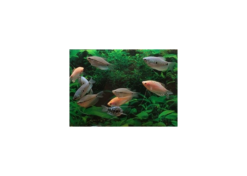 Gourami assortis - Gouramis - Comptoir du Poisson exotique