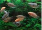 Gourami assortis - Gouramis - Comptoir du Poisson exotique