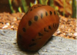 Néritina red spotted - Mollusques - Comptoir du Poisson exotique