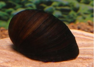 Néritina pulligera - Mollusques - Comptoir du Poisson exotique