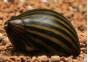 Néritina rayé - Mollusques - Comptoir du Poisson exotique