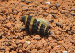 Escargot assassin - Mollusques - Comptoir du Poisson exotique