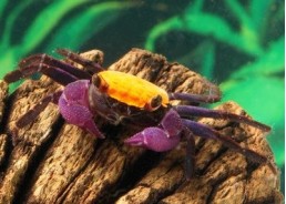 Crabe vampire purple tangerine - Crabe - Comptoir du Poisson exotique