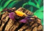 Crabe vampire purple tangerine - Crabe - Comptoir du Poisson exotique