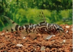 Synodontis eupterus - Divers poissons tropicaux - Comptoir du Poisson exotique