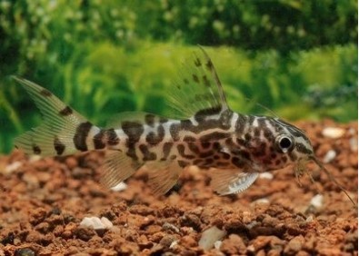 Synodontis eupterus - Divers poissons tropicaux - Comptoir du Poisson exotique