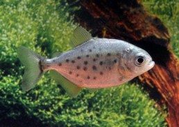 Piranha ventre rouge - Divers poissons tropicaux - Comptoir du Poisson exotique