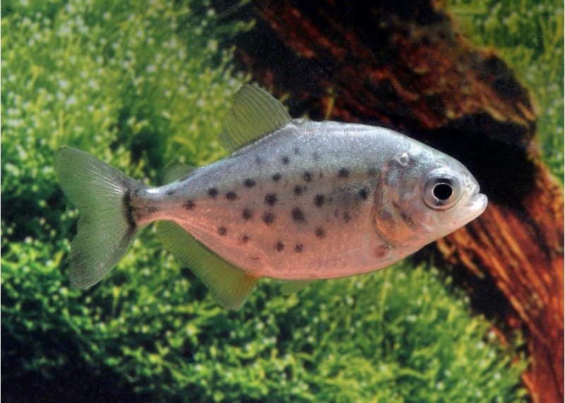 Piranha ventre rouge - Divers poissons tropicaux - Comptoir du Poisson exotique