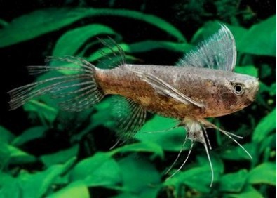 Poisson papillon - Divers poissons tropicaux - Comptoir du Poisson exotique