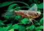Poisson papillon - Divers poissons tropicaux - Comptoir du Poisson exotique