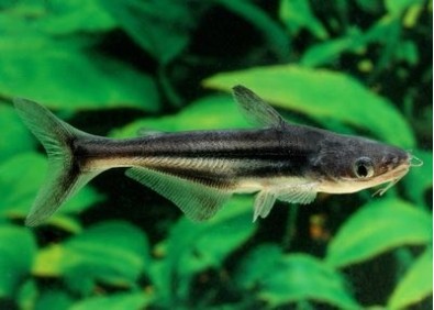 Pangasius sutchi - Divers poissons tropicaux - Comptoir du Poisson exotique
