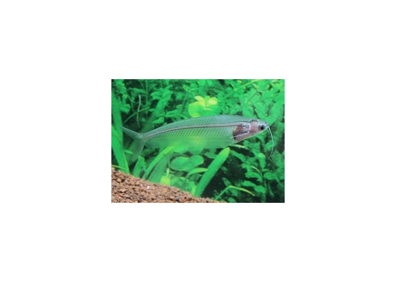 Silure de verre - Divers poissons tropicaux - Comptoir du Poisson exotique