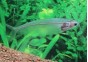 Silure de verre - Divers poissons tropicaux - Comptoir du Poisson exotique