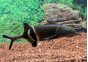 Poisson éléphant - Divers poissons tropicaux - Comptoir du Poisson exotique