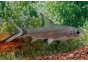 Requin argent - Divers poissons tropicaux - Comptoir du Poisson exotique