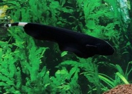 Apteronotus albifrons - Divers poissons tropicaux - Comptoir du Poisson exotique