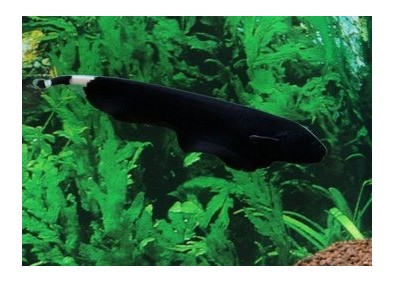 Apteronotus albifrons - Divers poissons tropicaux - Comptoir du Poisson exotique