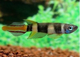 Epiplatys annulatus - Killies - Comptoir du Poisson exotique