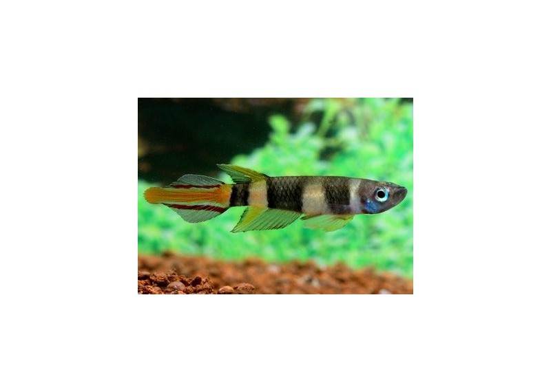 Epiplatys annulatus - Killies - Comptoir du Poisson exotique