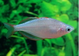 Melanotaenia praecox - Melanotaenia - Comptoir du Poisson exotique