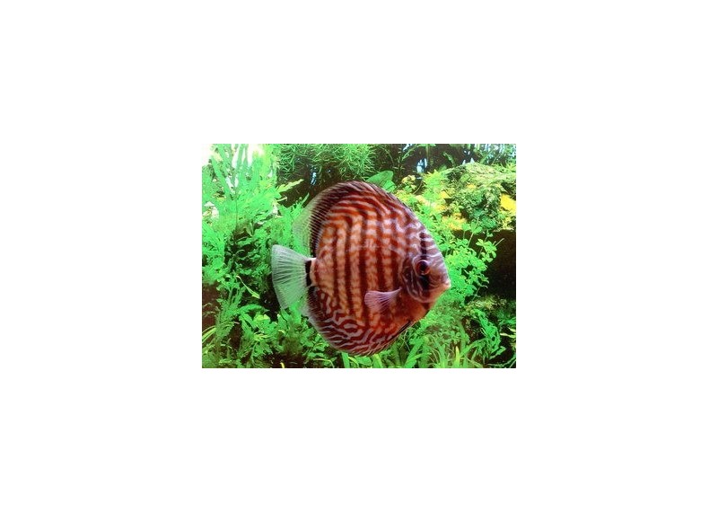 Discus turquoise rouge - Discus - Comptoir du Poisson exotique