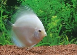 Discus snow white - Discus - Comptoir du Poisson exotique