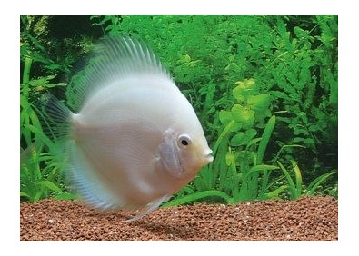 Discus snow white - Discus - Comptoir du Poisson exotique