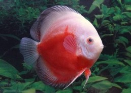 Discus rouge et blanc - Discus - Comptoir du Poisson exotique