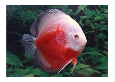 Discus rouge et blanc - Discus - Comptoir du Poisson exotique