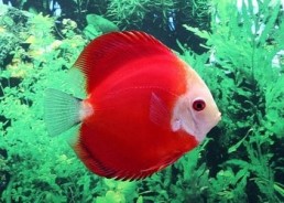 Discus red melon face blanche - Discus - Comptoir du Poisson exotique