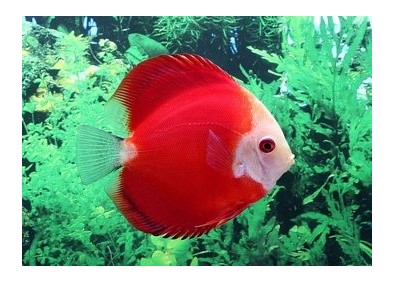 Discus red melon face blanche - Discus - Comptoir du Poisson exotique