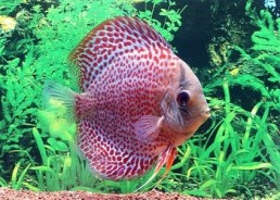 Discus léopard - Discus - Comptoir du Poisson exotique