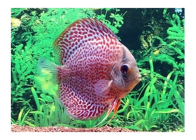 Discus léopard - Discus - Comptoir du Poisson exotique