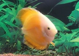 Discus gold - Discus - Comptoir du Poisson exotique