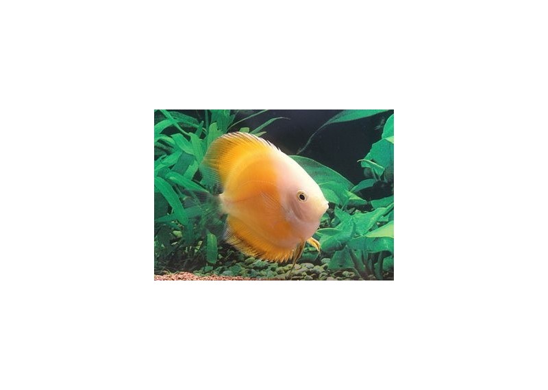 Discus gold - Discus - Comptoir du Poisson exotique