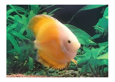 Discus gold - Discus - Comptoir du Poisson exotique