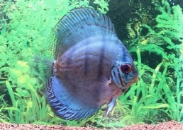 Discus cobalt bleu - Discus - Comptoir du Poisson exotique