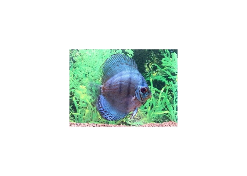 Discus cobalt bleu - Discus - Comptoir du Poisson exotique